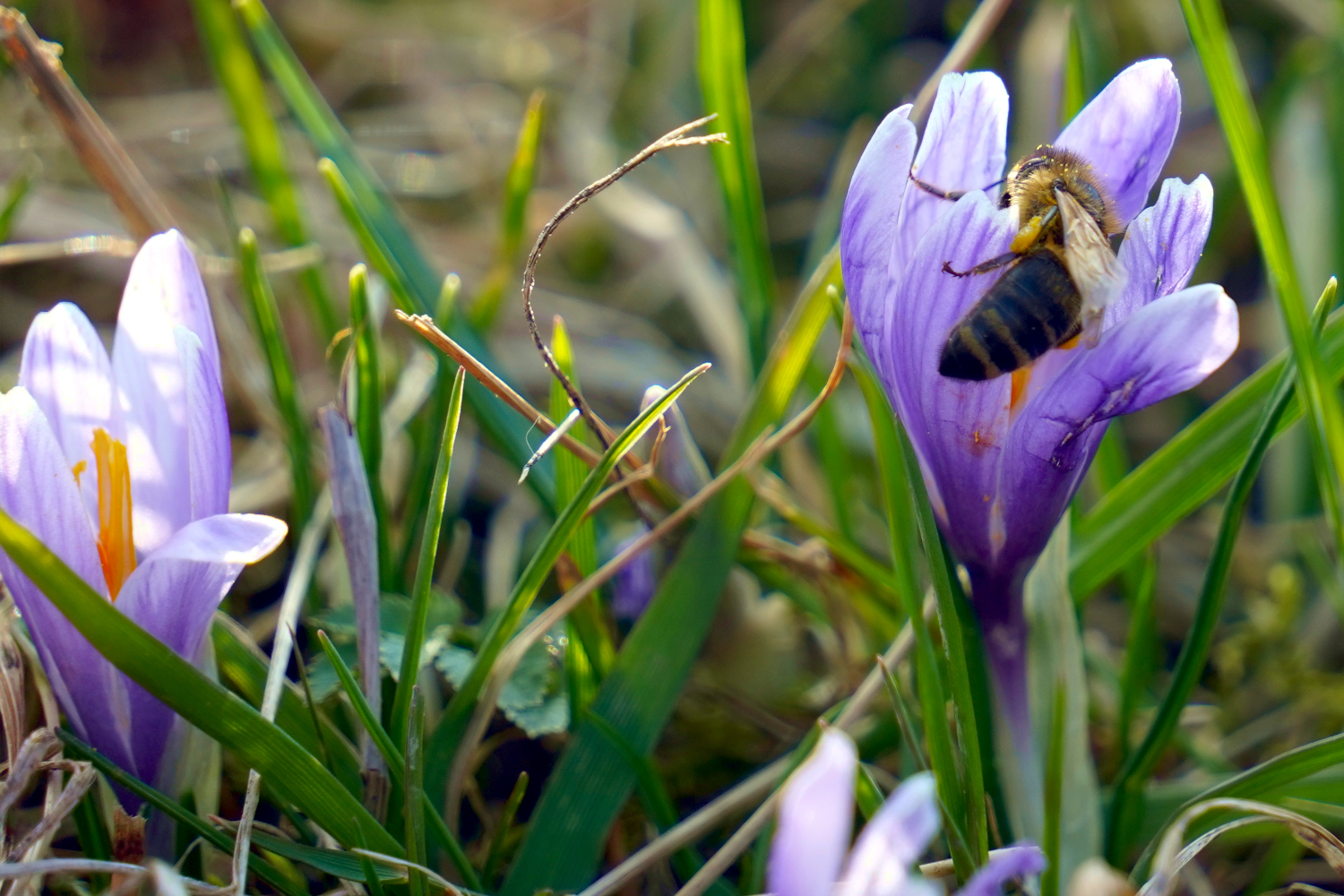 Wild Crocus Saffron Valašské Klobouky Czech Republic