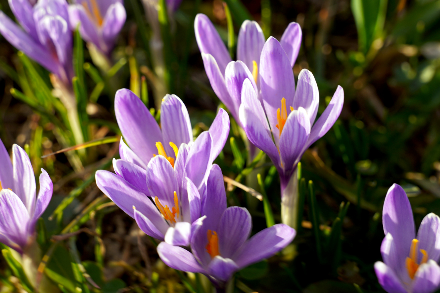 Beyond the Town Square: Discovering the Secret Saffron Fields of Valašské Klobouky
