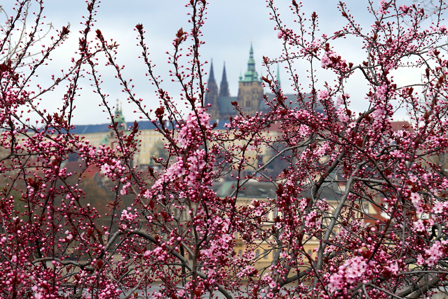 Dancing Houses and Ticking Relics: Syncing with the Heart of Prague