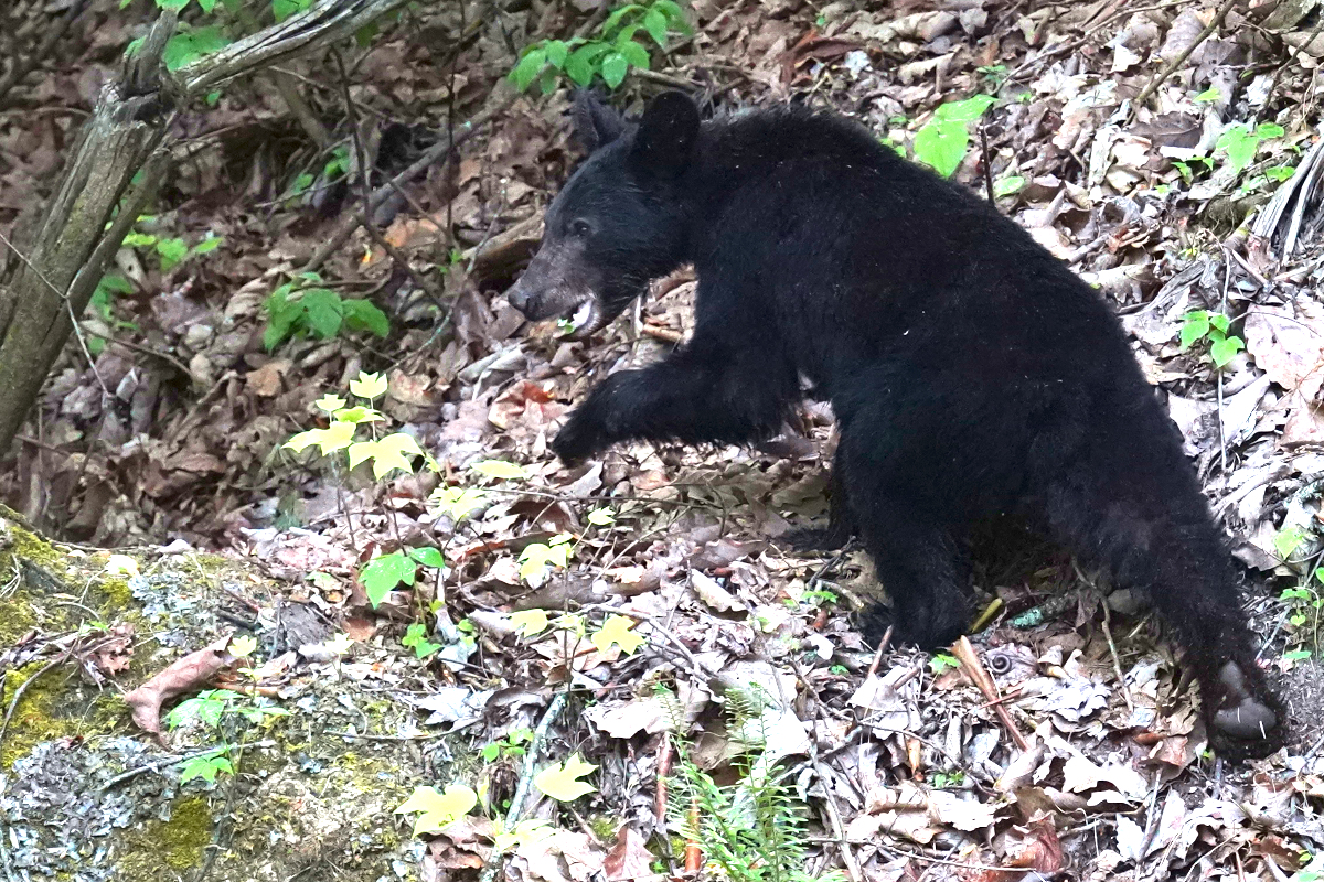 From Boston to Smoky Mountain Bear Cubs